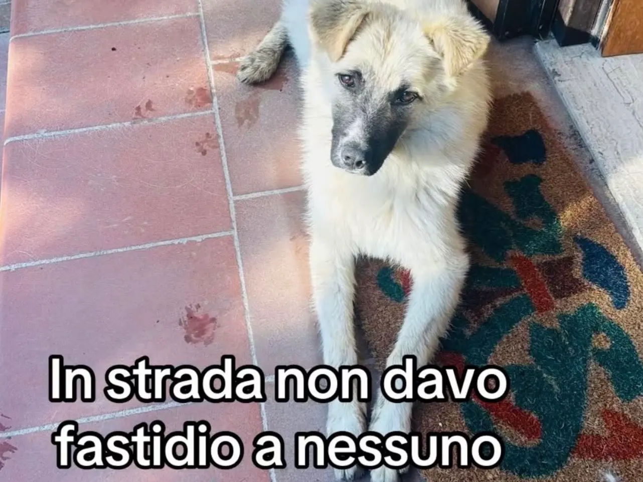 Adotta un cane, femmina, 1 anno e 3 mesi, Cosenza