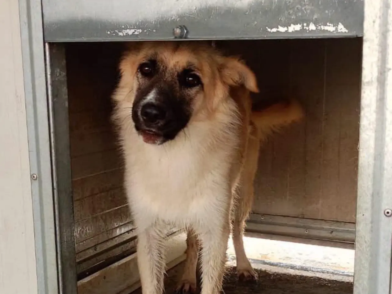 Adozione cane, femmina, Razza sconosciuta Razza sconosciuta, 1 anno e 3 mesi, taglia media, Cosenza