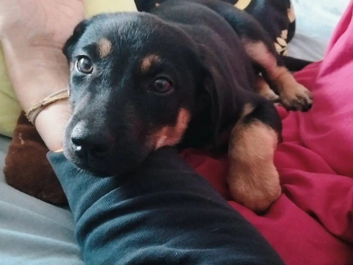 Adozione cane, maschio, Razza sconosciuta Razza sconosciuta, 3 mesi, taglia media contenuta, Cremona