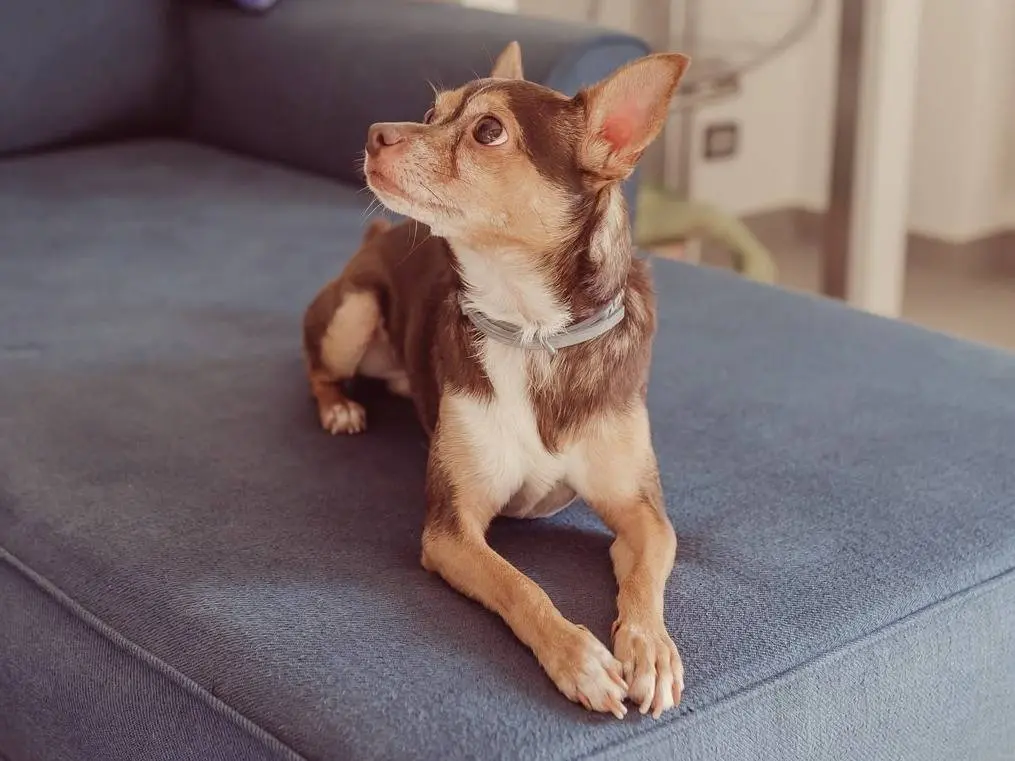 Adotta un cane, maschio, 5 anni e 2 mesi, Milano