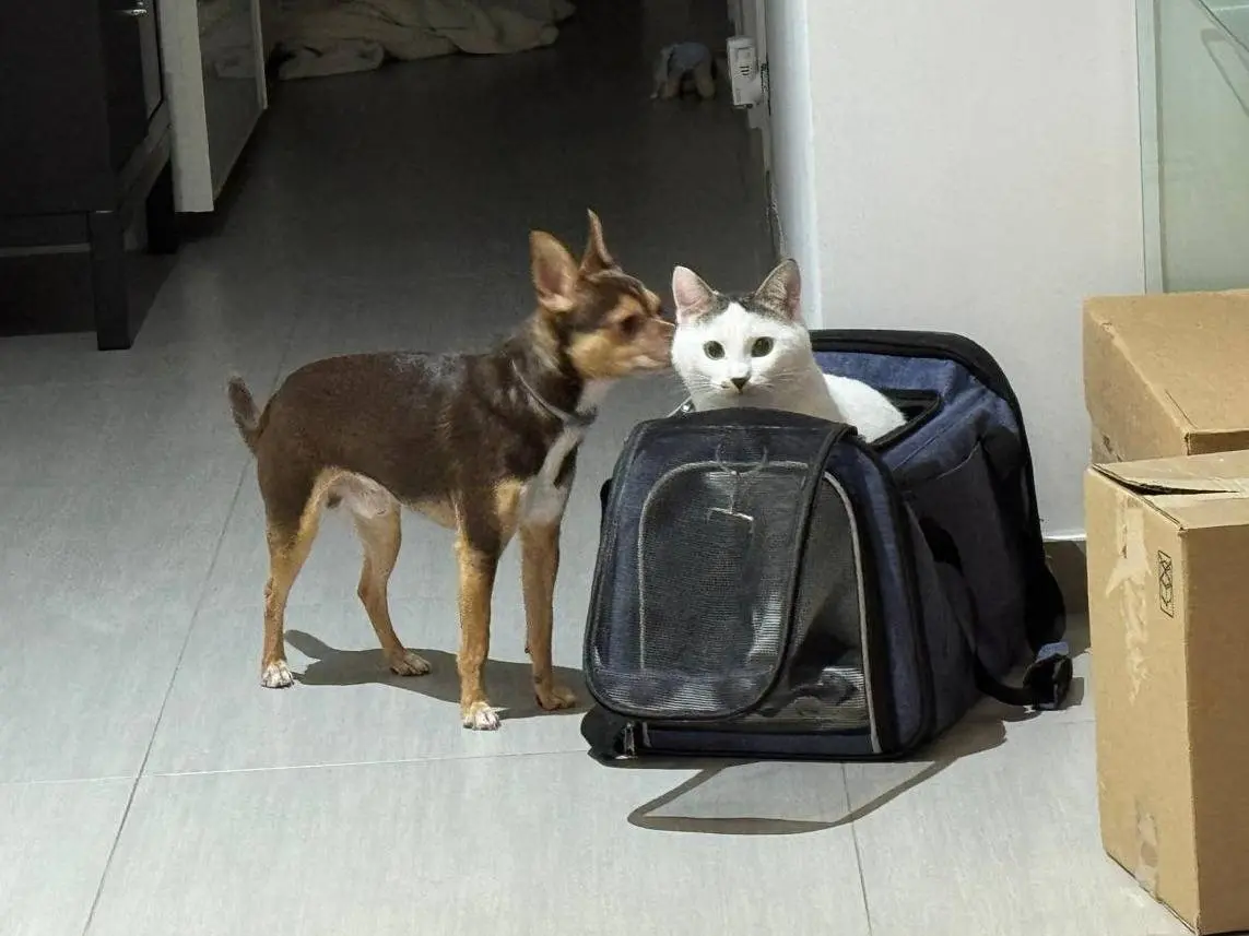 Vuoi adottare un cane a Milano?