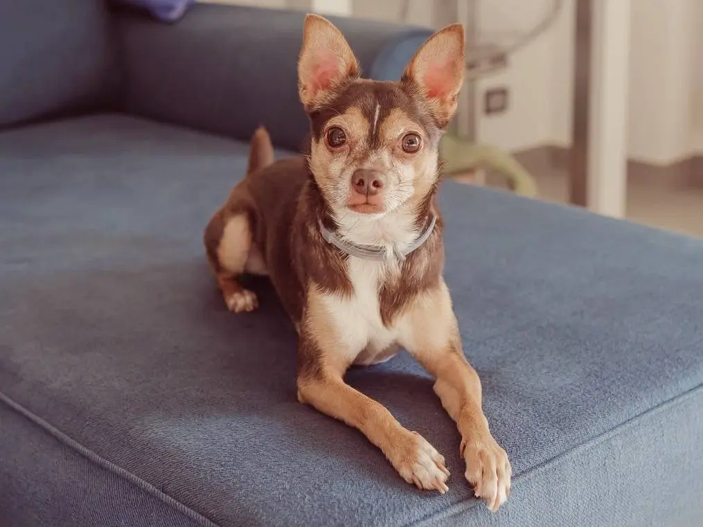 Adozione cane, maschio, Razza sconosciuta Razza sconosciuta, 5 anni e 2 mesi, taglia piccola, Milano