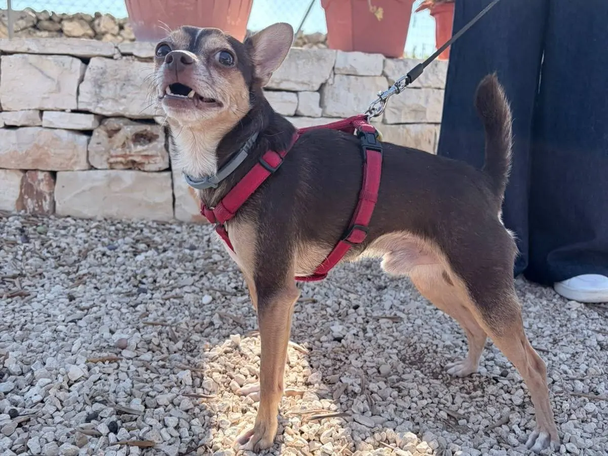 Adotta un cane, taglia piccola, maschio, Milano