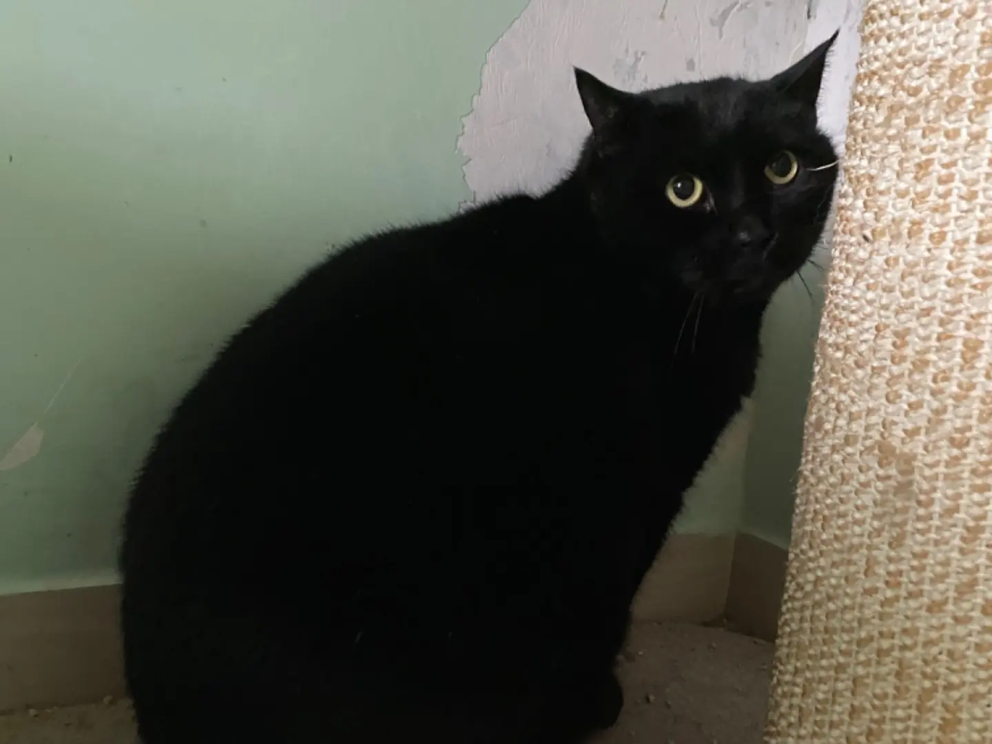 Adozione gatto, maschio, Razza sconosciuta Razza sconosciuta, 4 anni e 7 mesi, taglia non valida, Teramo