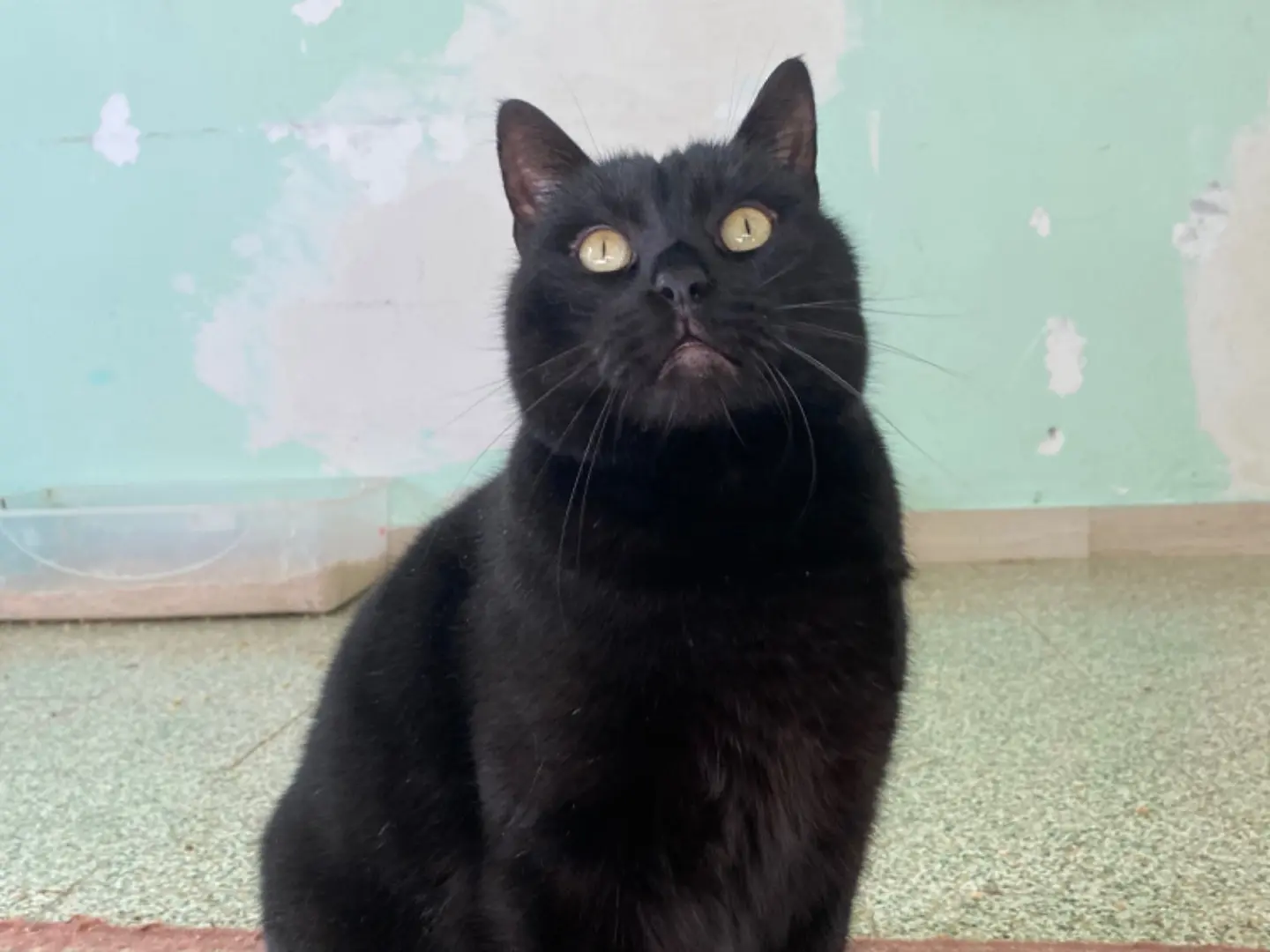 Adotta un gatto, maschio, 4 anni e 7 mesi, Teramo