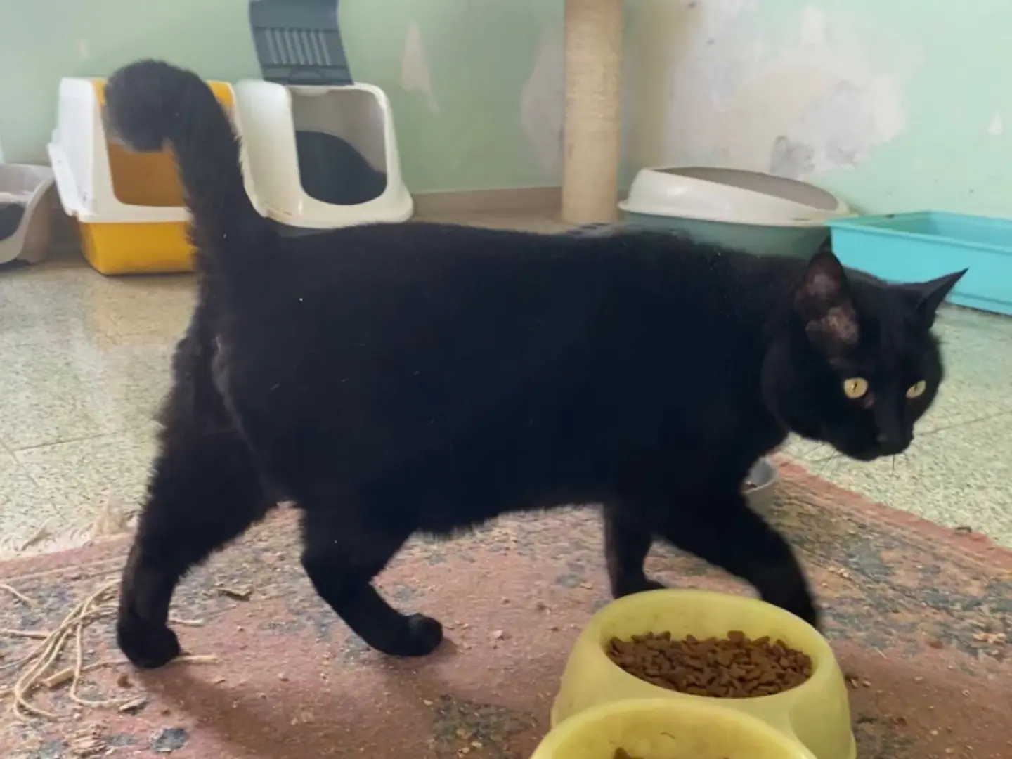 Adotta un gatto, taglia non valida, maschio, Teramo
