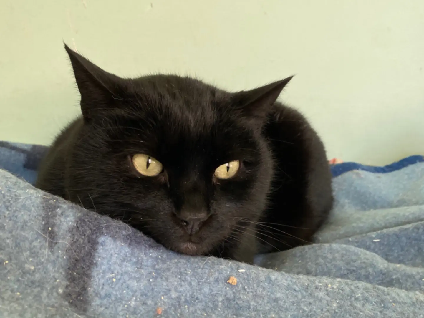 Vuoi adottare un gatto a Teramo?