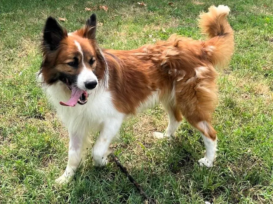 Vuoi adottare un cane a Milano?