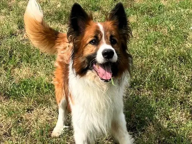 Adotta un cane, maschio, 8 anni e 3 mesi, Milano