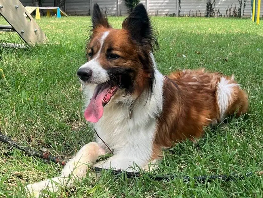 Adozione cane, maschio, Razza sconosciuta Razza sconosciuta, 8 anni e 3 mesi, taglia media, Milano