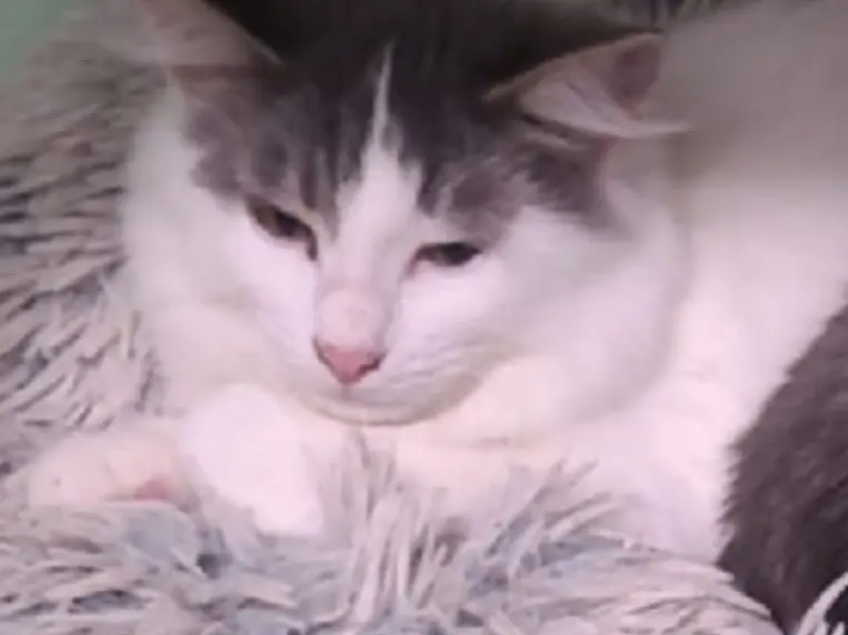 Adozione gatto, maschio, Razza sconosciuta Razza sconosciuta, 11 mesi, taglia non valida, Napoli