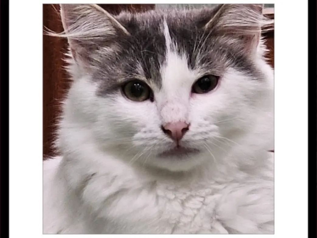 Adotta un gatto, maschio, 11 mesi, Napoli