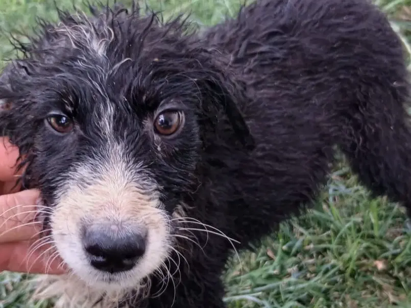 Adozione cane, femmina, Razza sconosciuta Razza sconosciuta, 5 mesi, taglia media, Crotone