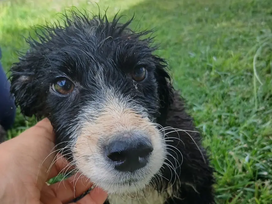Adotta un cane, femmina, 5 mesi, Crotone