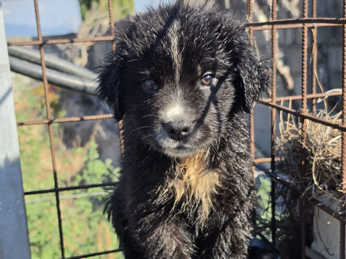 Adozione cane, maschio, Razza sconosciuta Razza sconosciuta, 4 mesi, taglia media, Milano