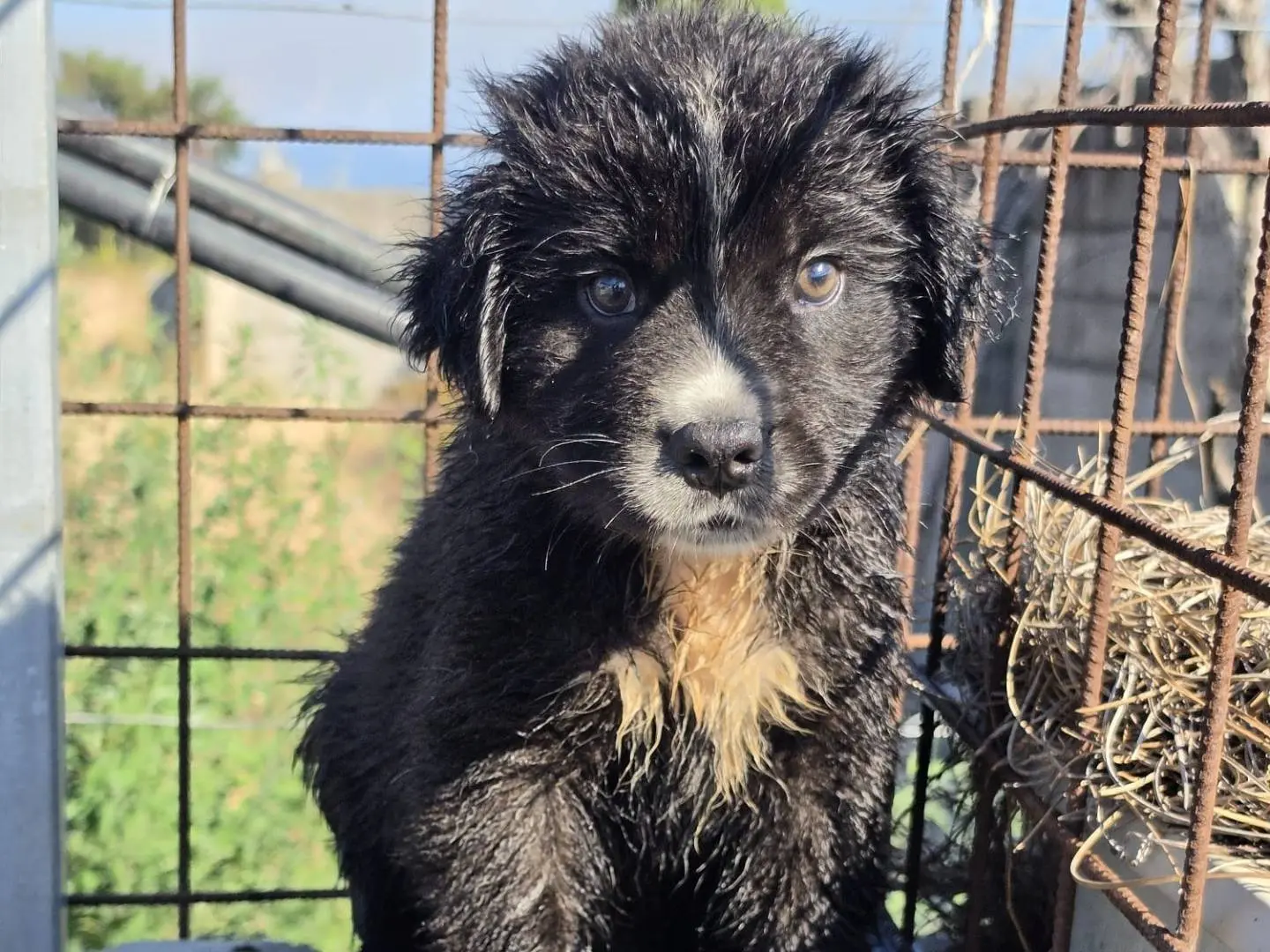 Adotta un cane, maschio, 4 mesi, Milano