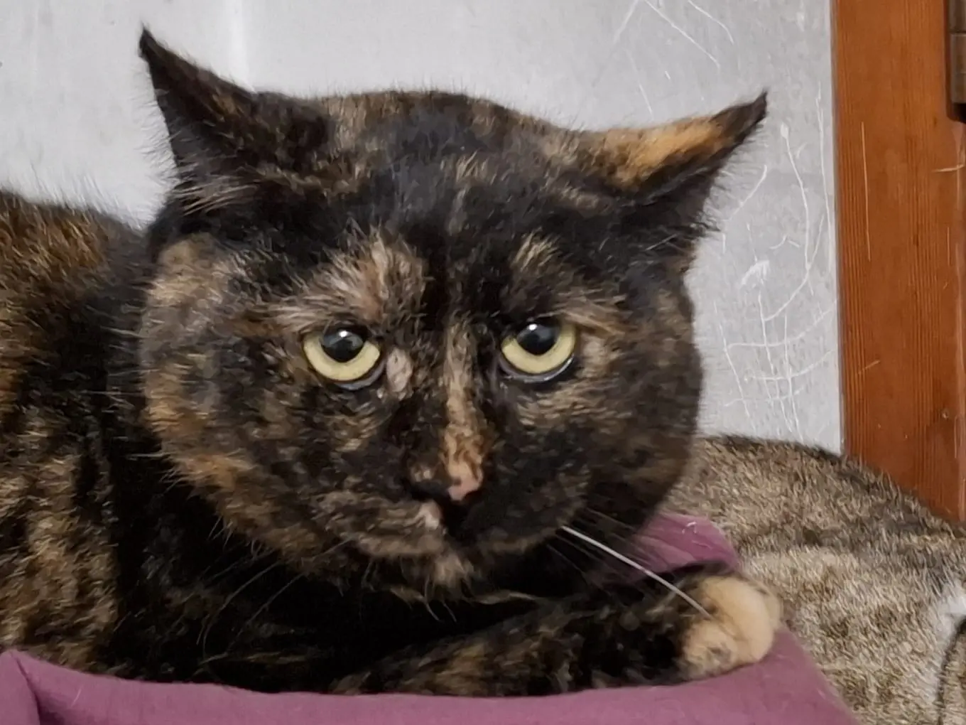 Adozione gatto, femmina, Razza sconosciuta Razza sconosciuta, 3 anni e 11 mesi, taglia non valida, Padova
