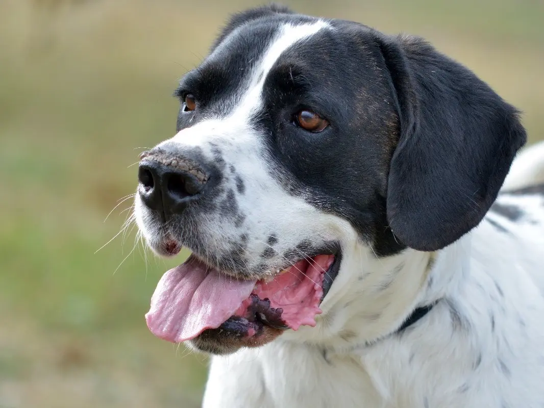 Vuoi adottare un cane a Roma?