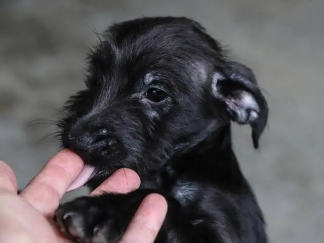 Adozione cane, maschio, Razza sconosciuta Razza sconosciuta, 3 mesi, taglia piccola, Pavia