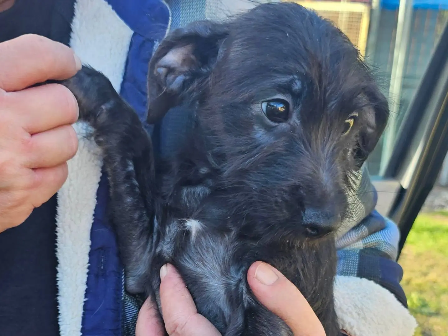 Adotta un cane, maschio, 3 mesi, Pavia