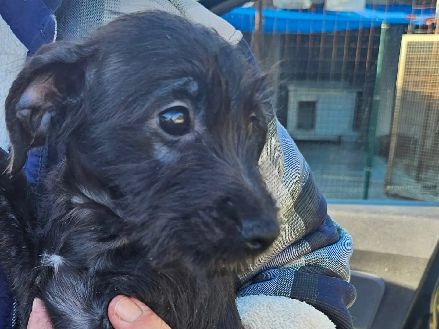 Adotta un cane, taglia piccola, maschio, Pavia