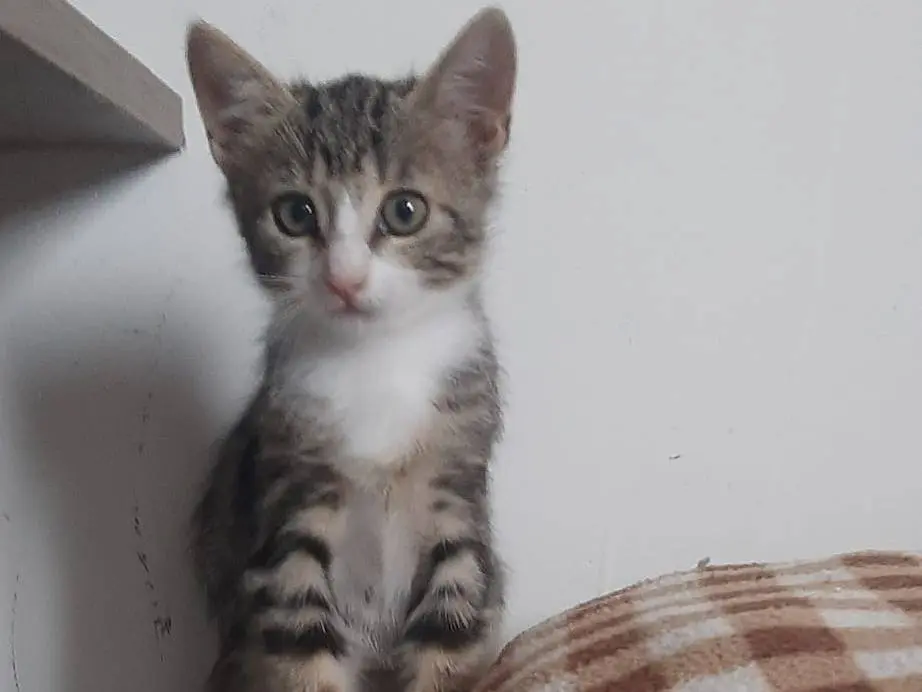 Vuoi adottare un gatto a Monza?