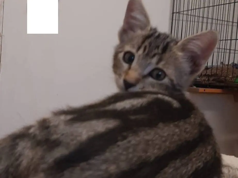 Adotta un gatto, taglia non valida, femmina, Monza