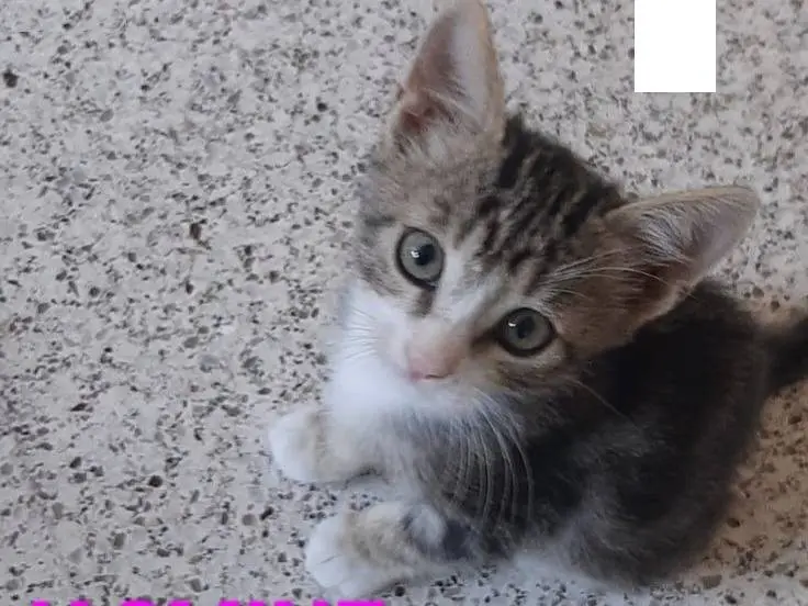 Adozione gatto, femmina, Razza sconosciuta Razza sconosciuta, 1 mese, taglia non valida, Monza