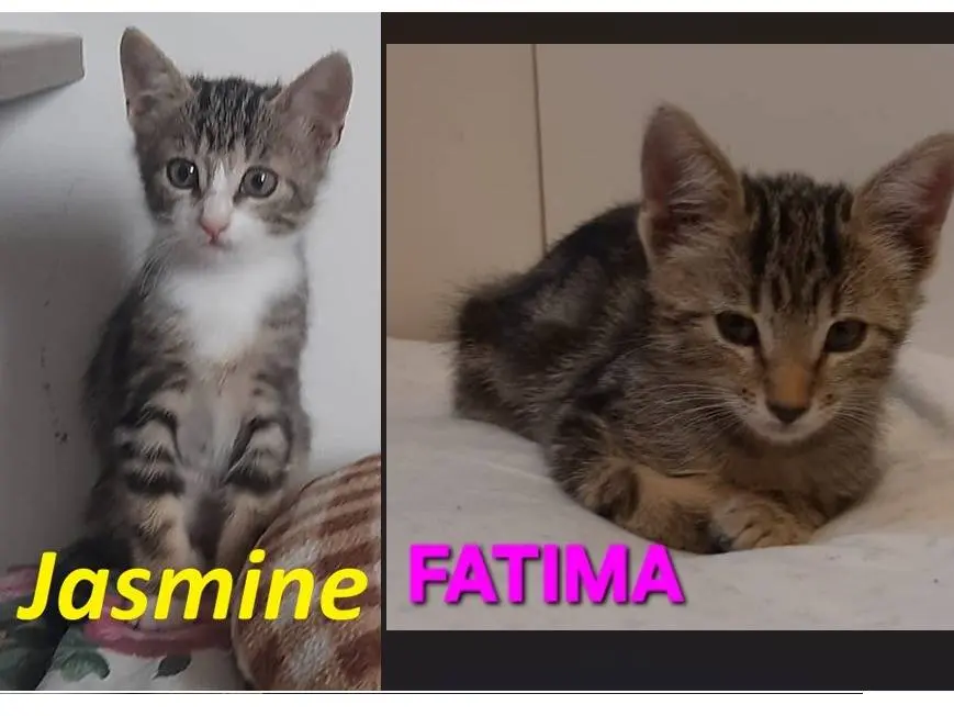 Adotta il gatto JasmineFatima a Monza