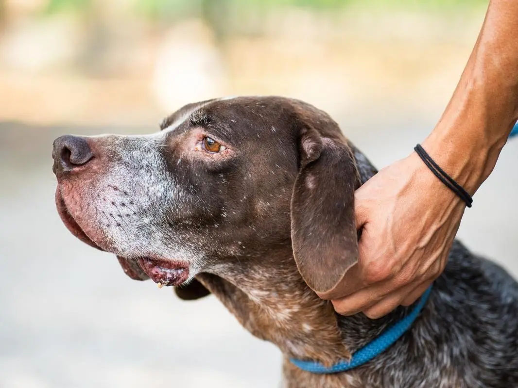 Adozione cane, maschio, Bracco Razza sconosciuta, 8 anni e 9 mesi, taglia grande, Perugia