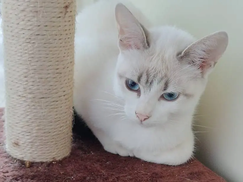 Adozione gatto, femmina, Razza sconosciuta Razza sconosciuta, 2 anni e 2 mesi, taglia non valida, Messina