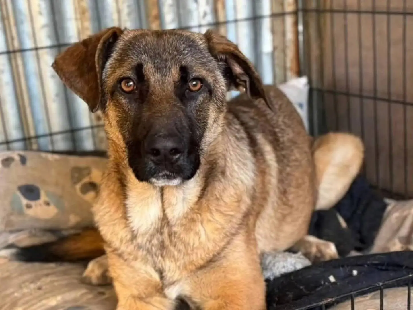 Adotta un cane, femmina, 2 anni, Torino