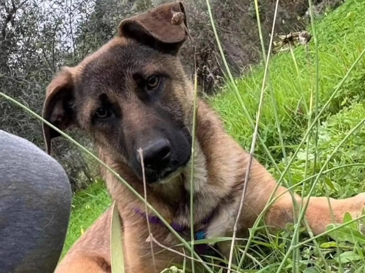 Adotta un cane, taglia grande, femmina, Torino