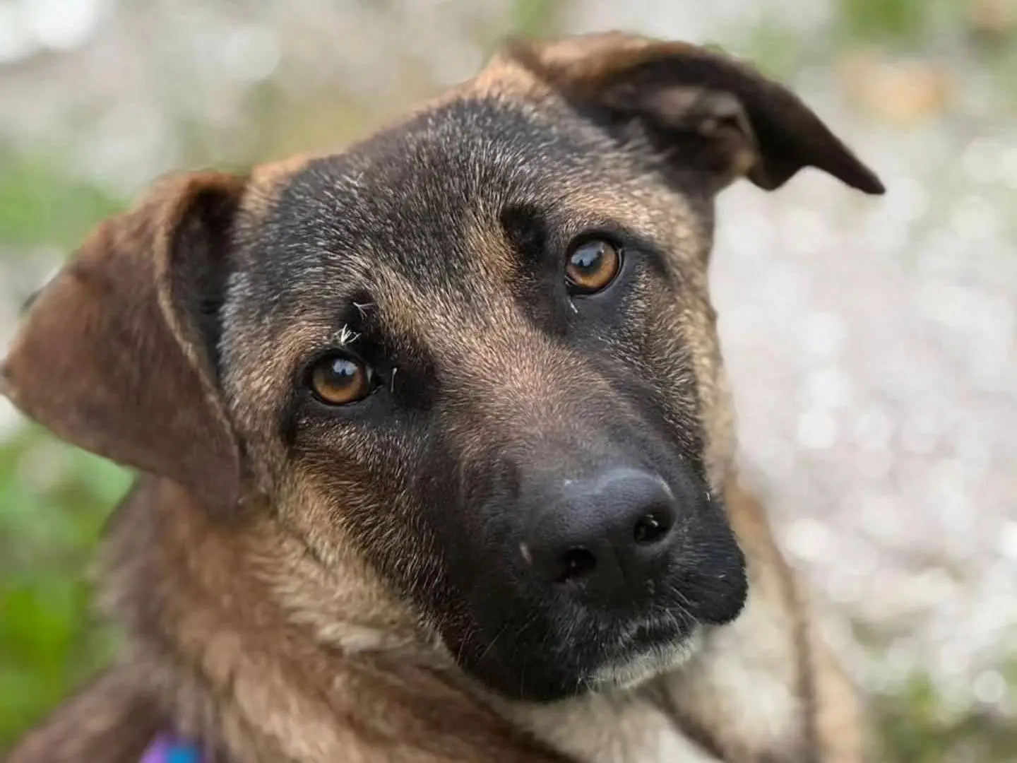 Adozione cane, femmina, Pastore tedesco Razza sconosciuta, 2 anni, taglia grande, Torino