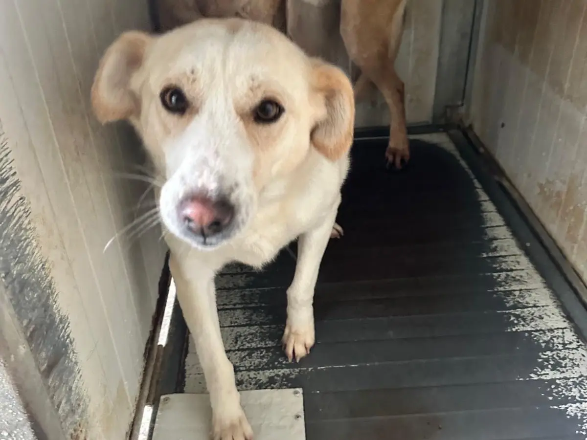 Adozione cane, femmina, Razza sconosciuta Razza sconosciuta, 3 anni e 7 mesi, taglia media contenuta, Latina