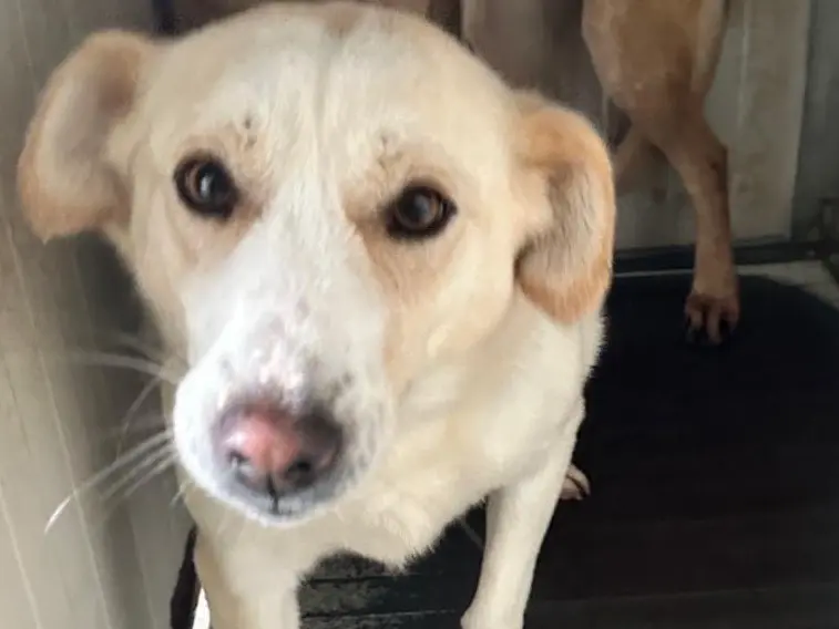 Adotta un cane, femmina, 3 anni e 7 mesi, Latina