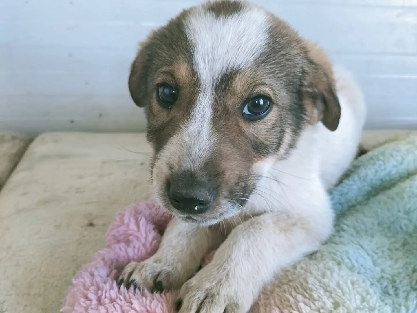 Adozione cane, maschio, Razza sconosciuta Razza sconosciuta, 10 mesi, taglia media, Vibo