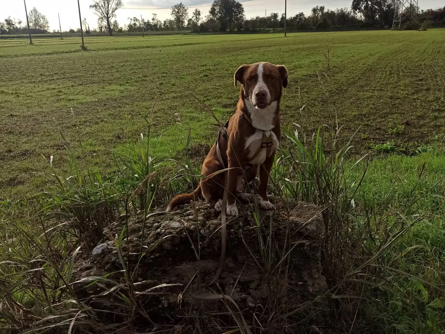 Adotta un cane, taglia grande, maschio, Milano