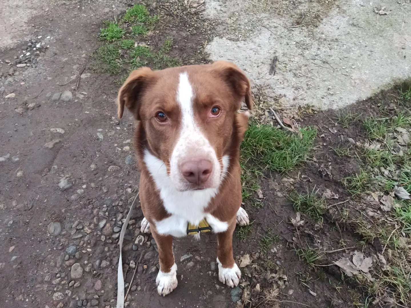 Adotta un cane, maschio, 5 anni e 8 mesi, Milano