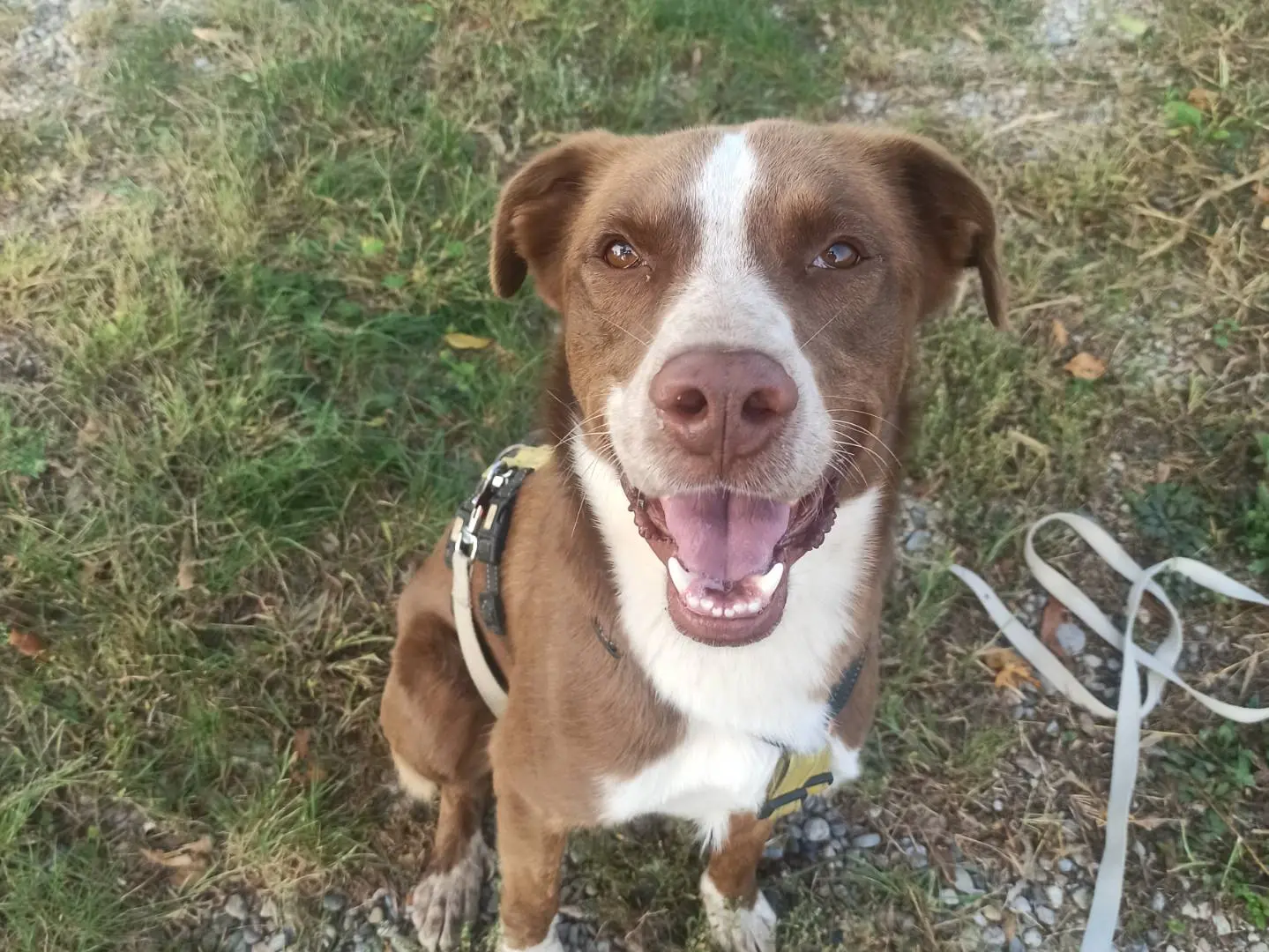 Adozione cane, maschio, Pitbull, 5 anni e 8 mesi, taglia grande, Milano