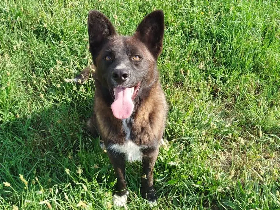 Adotta un cane, maschio, 2 anni e 8 mesi, Caserta