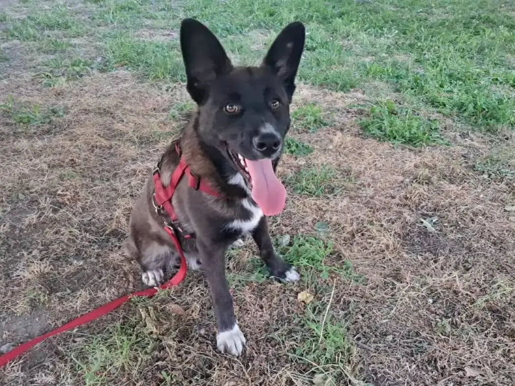Adozione cane, maschio, Razza sconosciuta Razza sconosciuta, 2 anni e 8 mesi, taglia media, Caserta