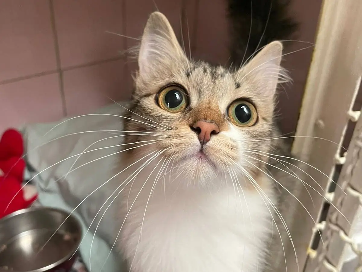 Adotta un gatto, taglia non valida, femmina, Milano