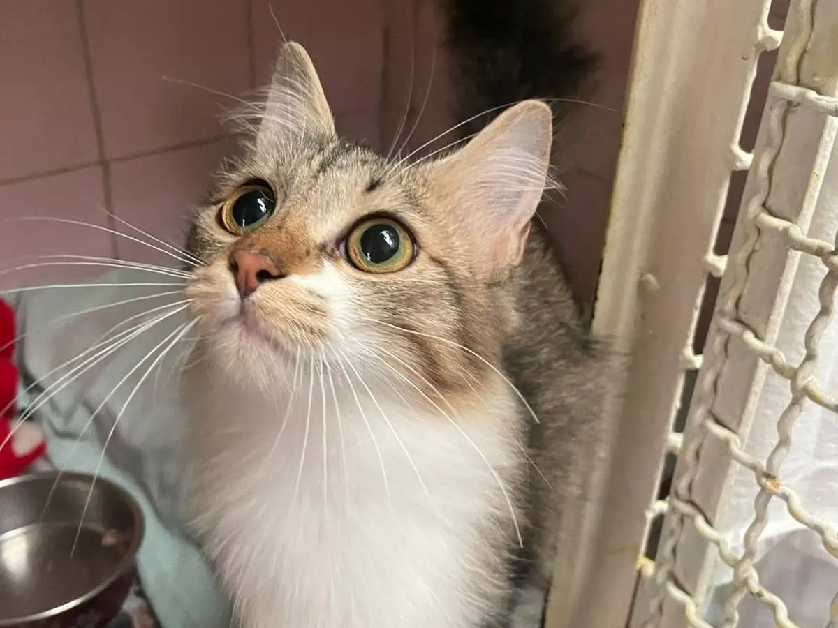 Adozione gatto, femmina, Razza sconosciuta Razza sconosciuta, 6 mesi, taglia non valida, Milano
