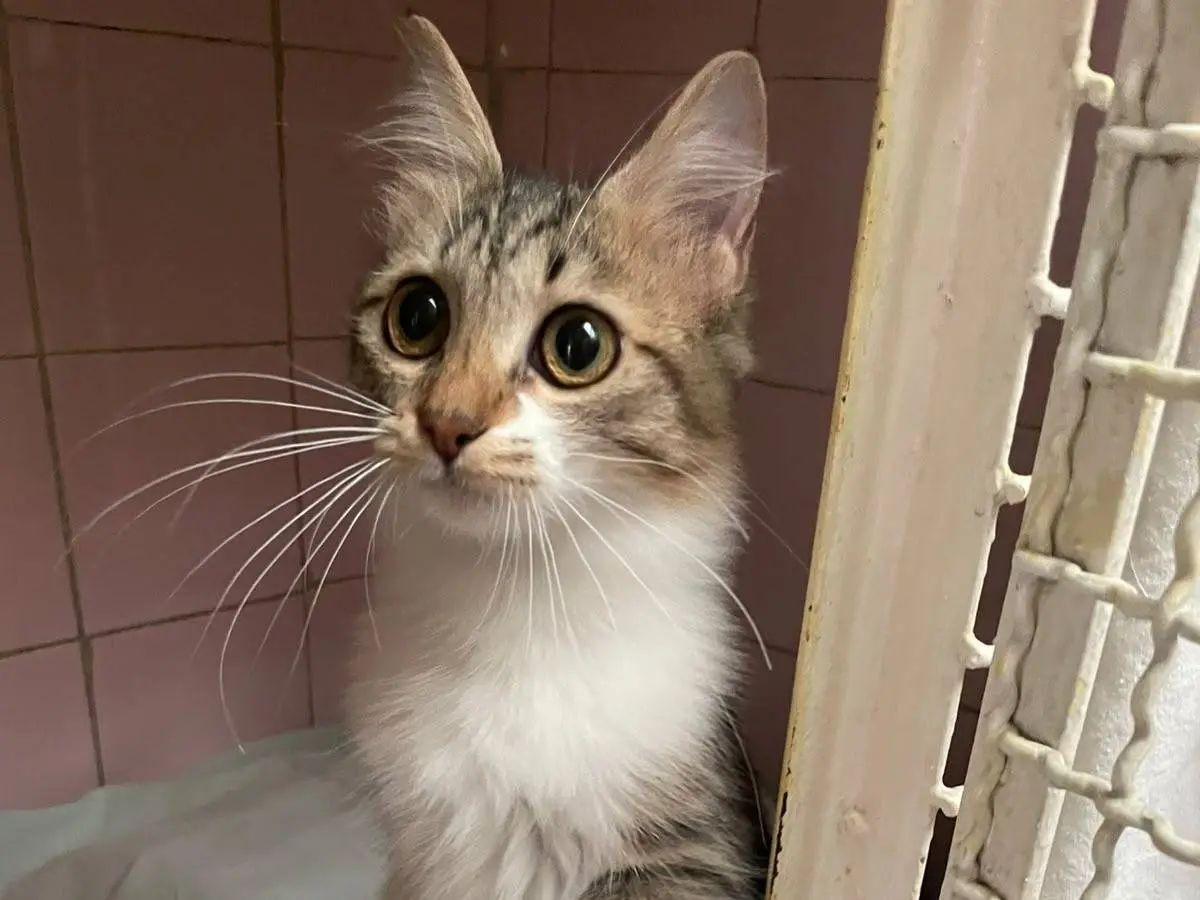 Adotta un gatto, femmina, 6 mesi, Milano