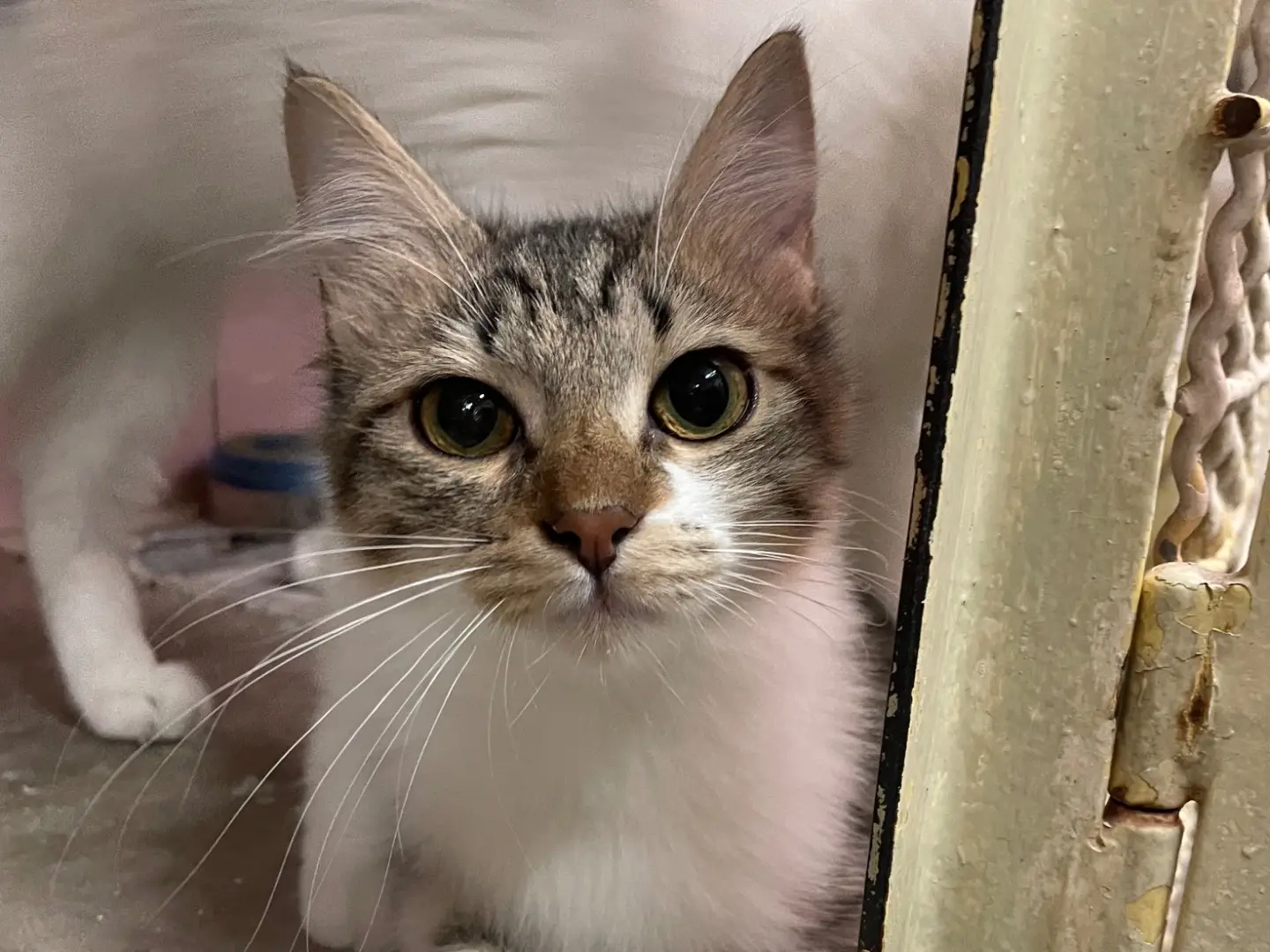 Vuoi adottare un gatto a Milano?