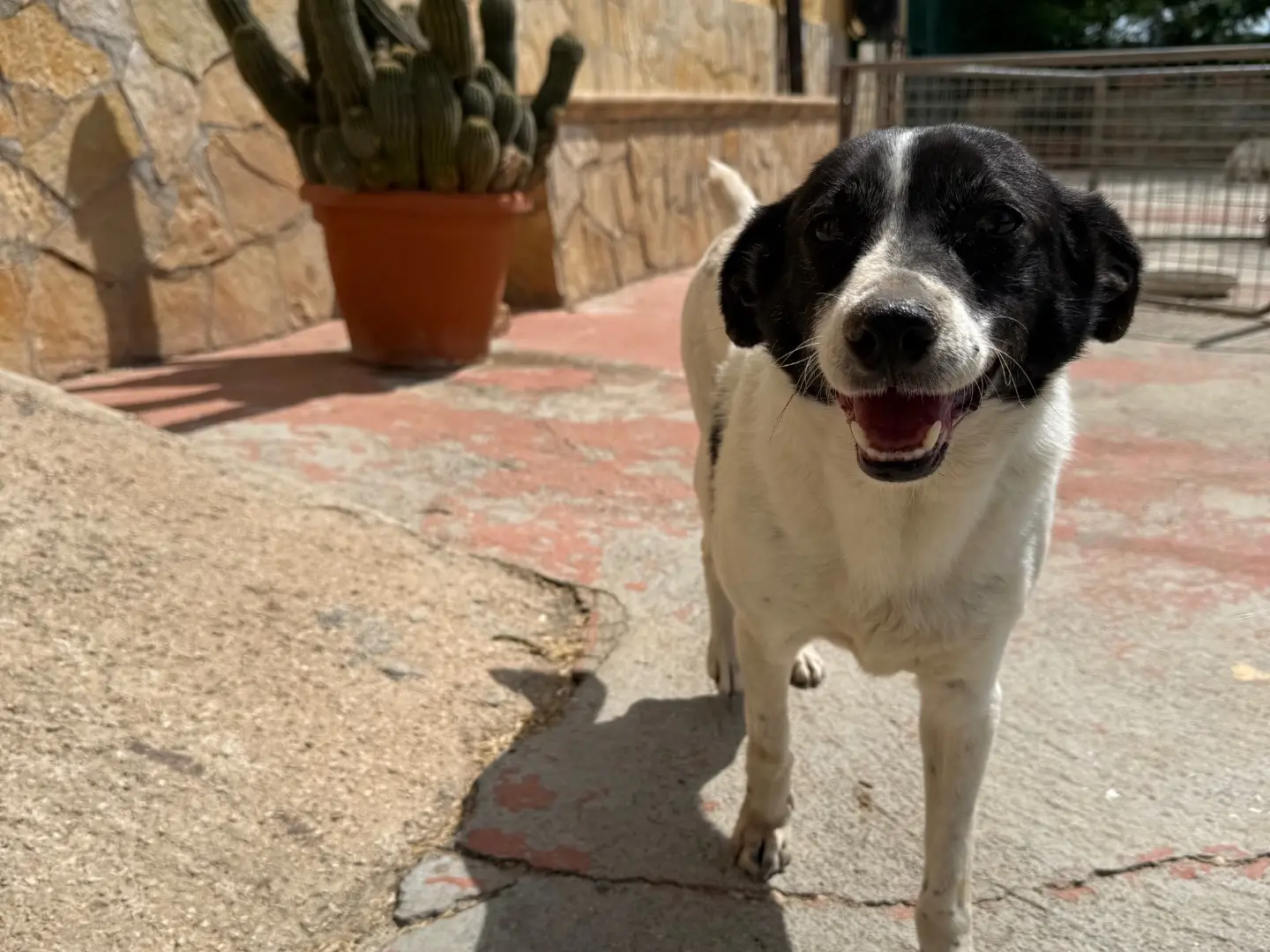 Adotta un cane, femmina, 8 anni e 4 mesi, Matera