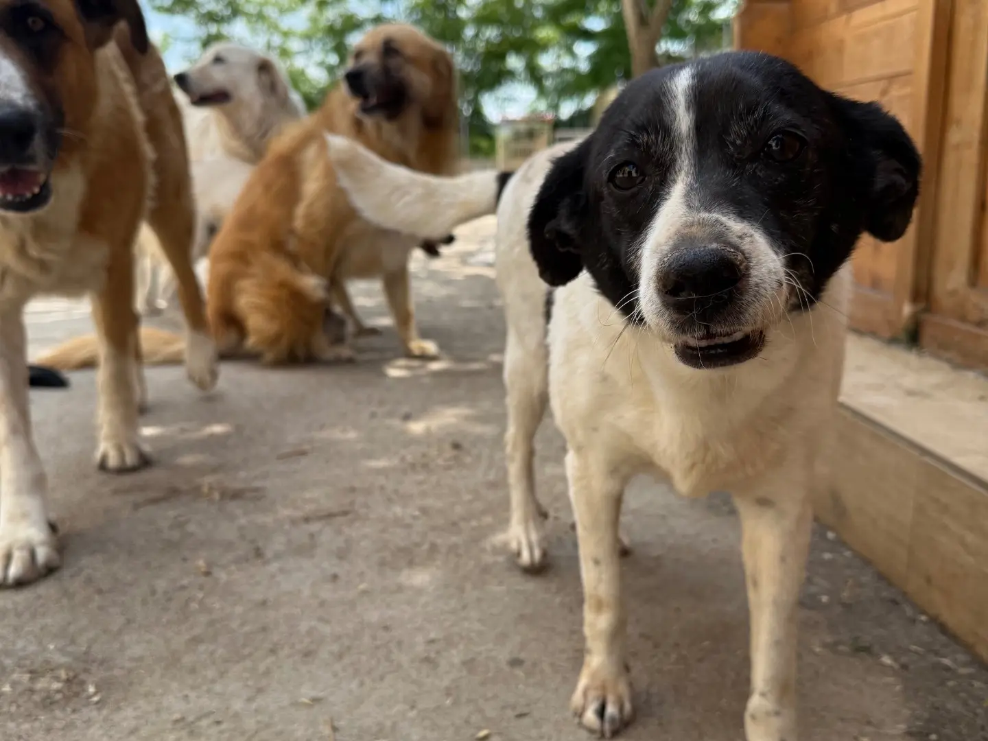 Adotta un cane, taglia piccola, femmina, Matera