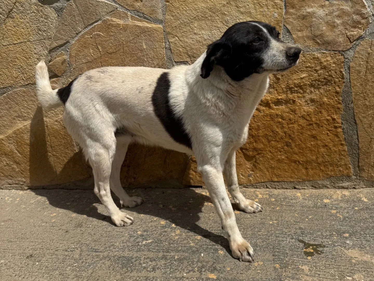 Vuoi adottare un cane a Matera?