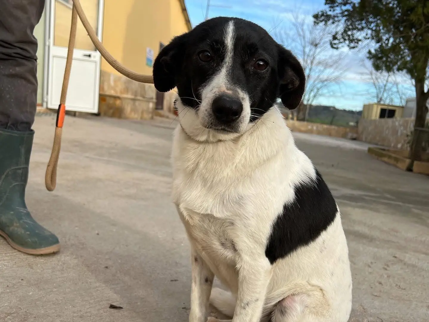 Adozione cane, femmina, Razza sconosciuta Razza sconosciuta, 8 anni e 4 mesi, taglia piccola, Matera